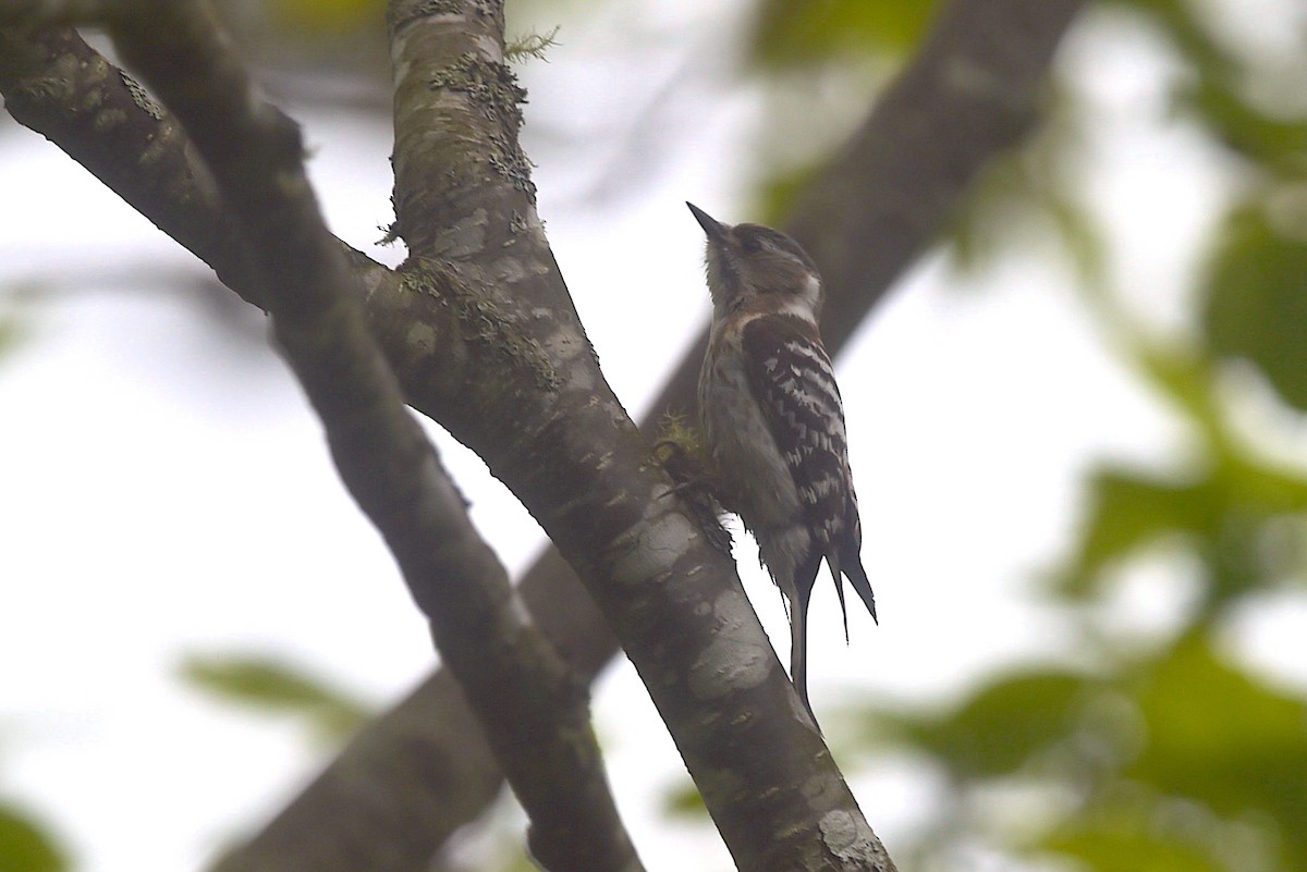 Japanese Pygmy Woodpecker - ML656857152