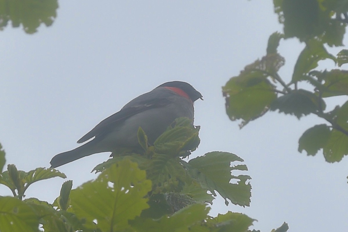 Eurasian Bullfinch (Baikal) - ML656857163
