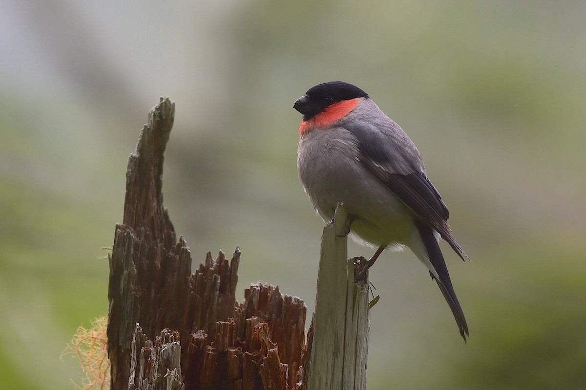 Eurasian Bullfinch (Baikal) - ML656857164