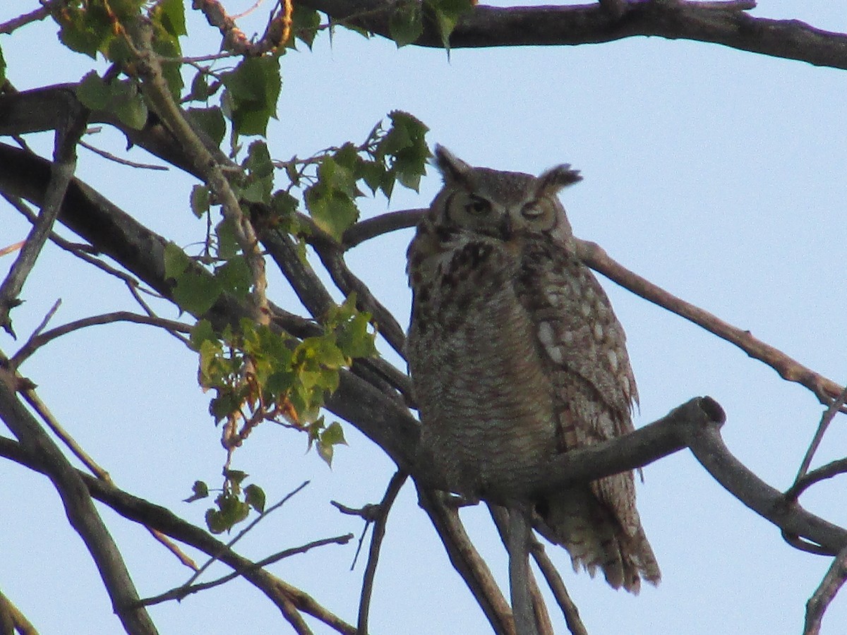 Great Horned Owl - ML656857594
