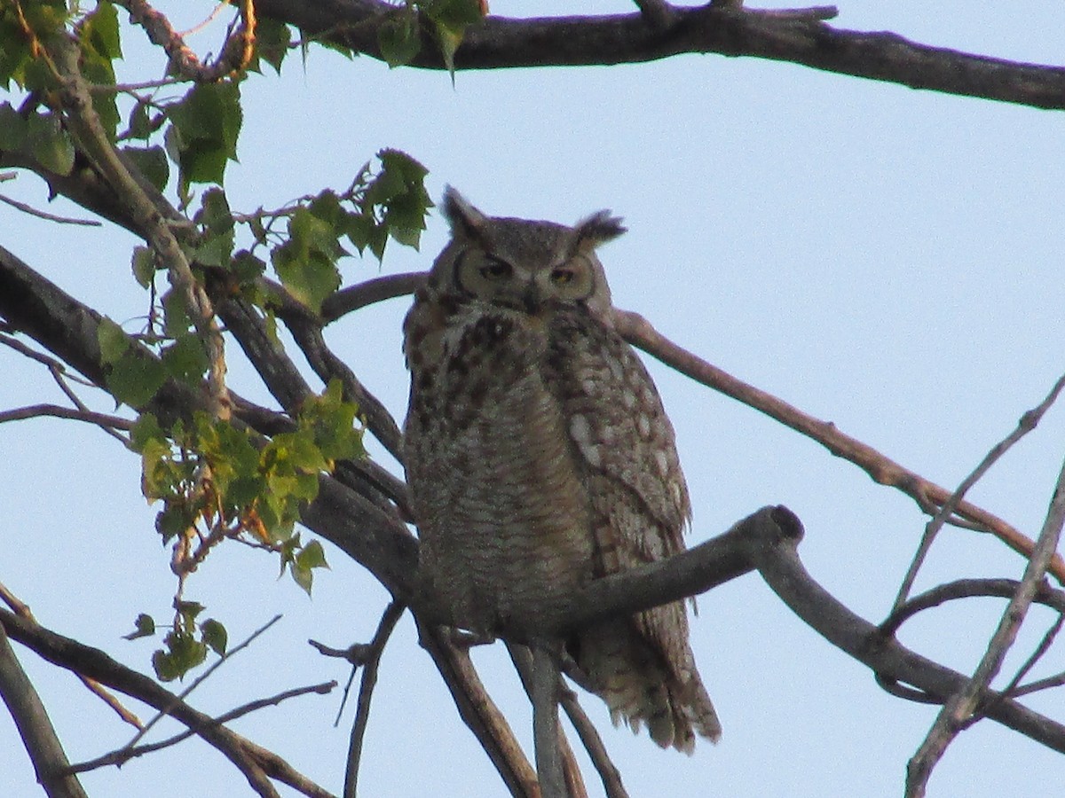 Great Horned Owl - ML656857595