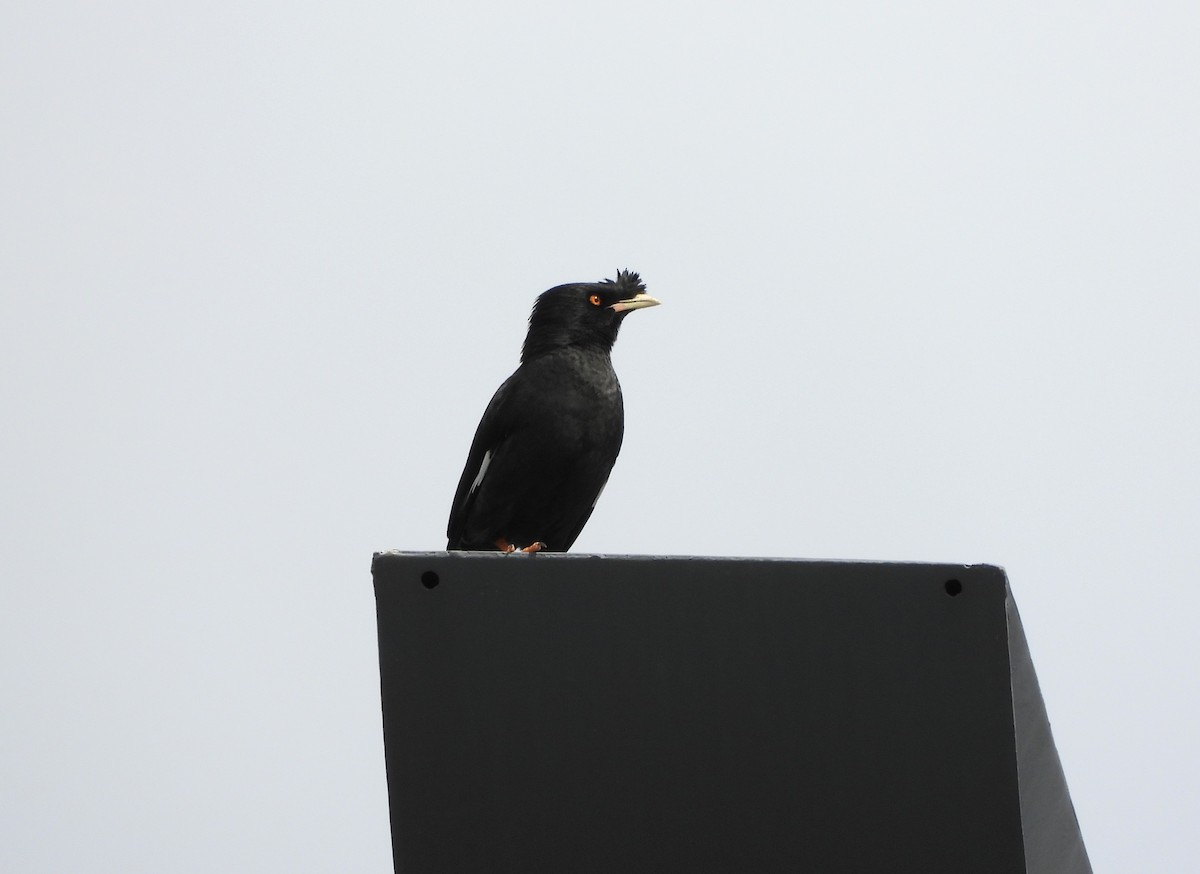 Crested Myna - ML656859409