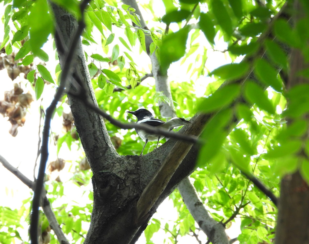 Oriental Magpie-Robin - ML656859412
