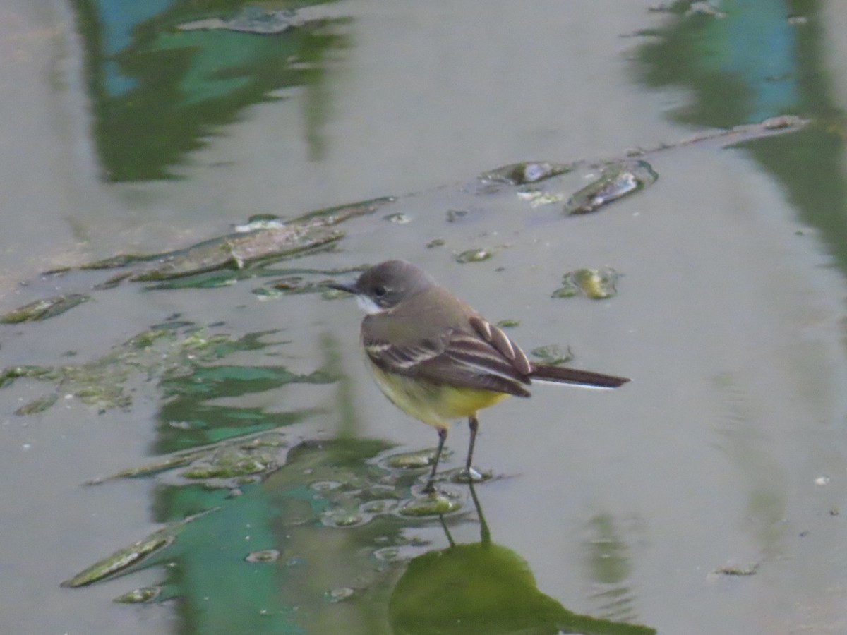 נחליאלי צהוב (iberiae) - ML656859413