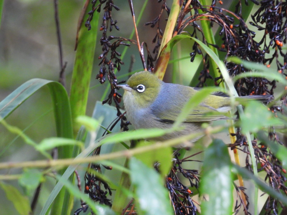 Silvereye - ML656859414