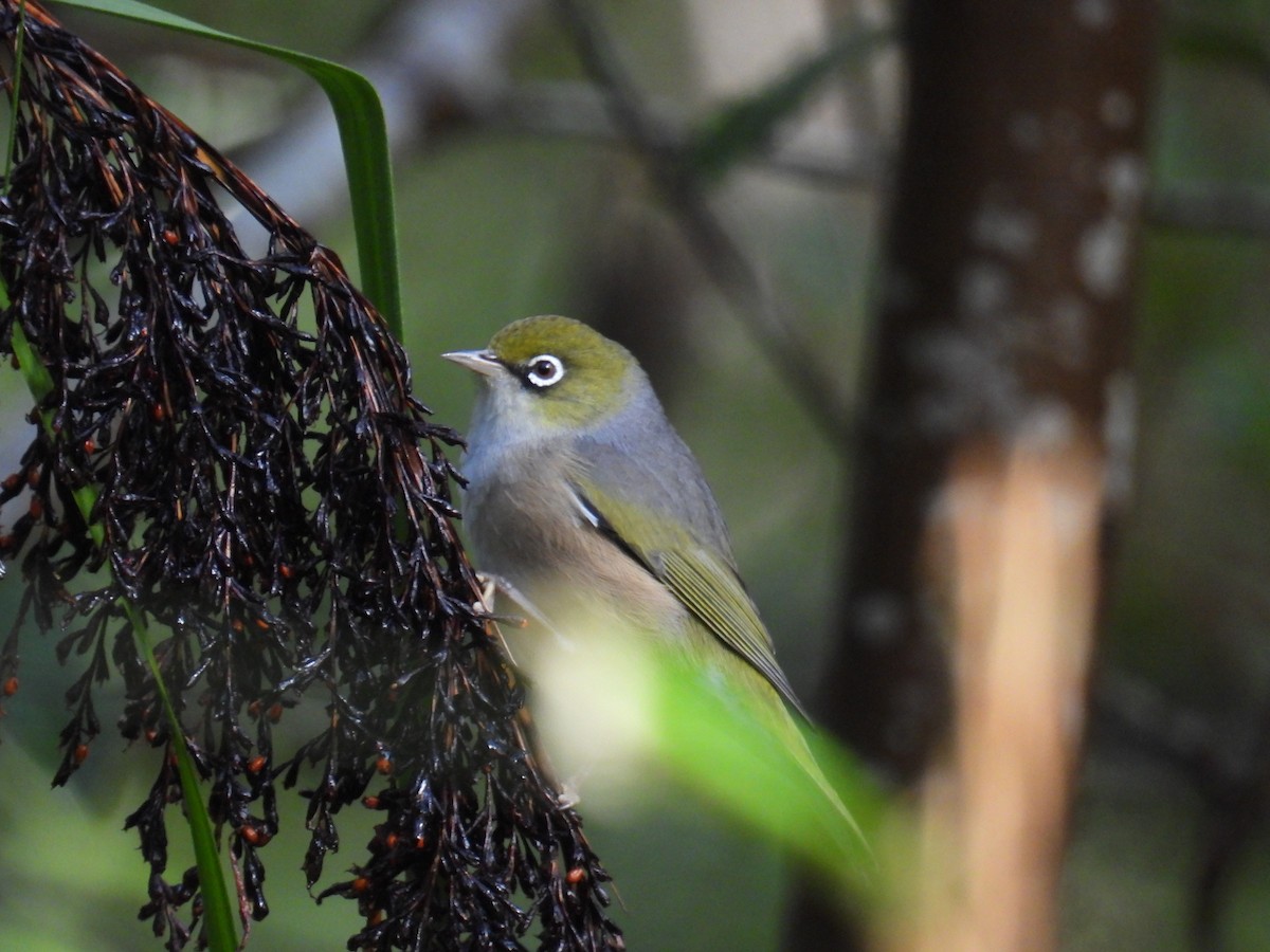 Silvereye - ML656859415