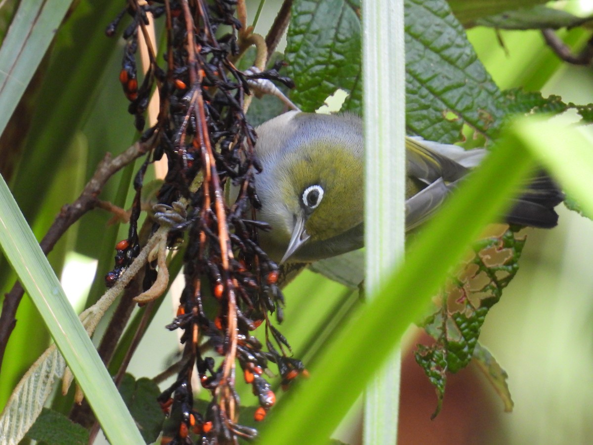 Silvereye - ML656859416