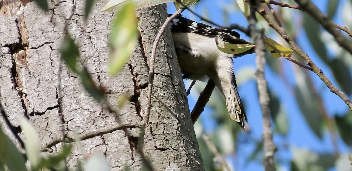 Downy Woodpecker - ML656859423