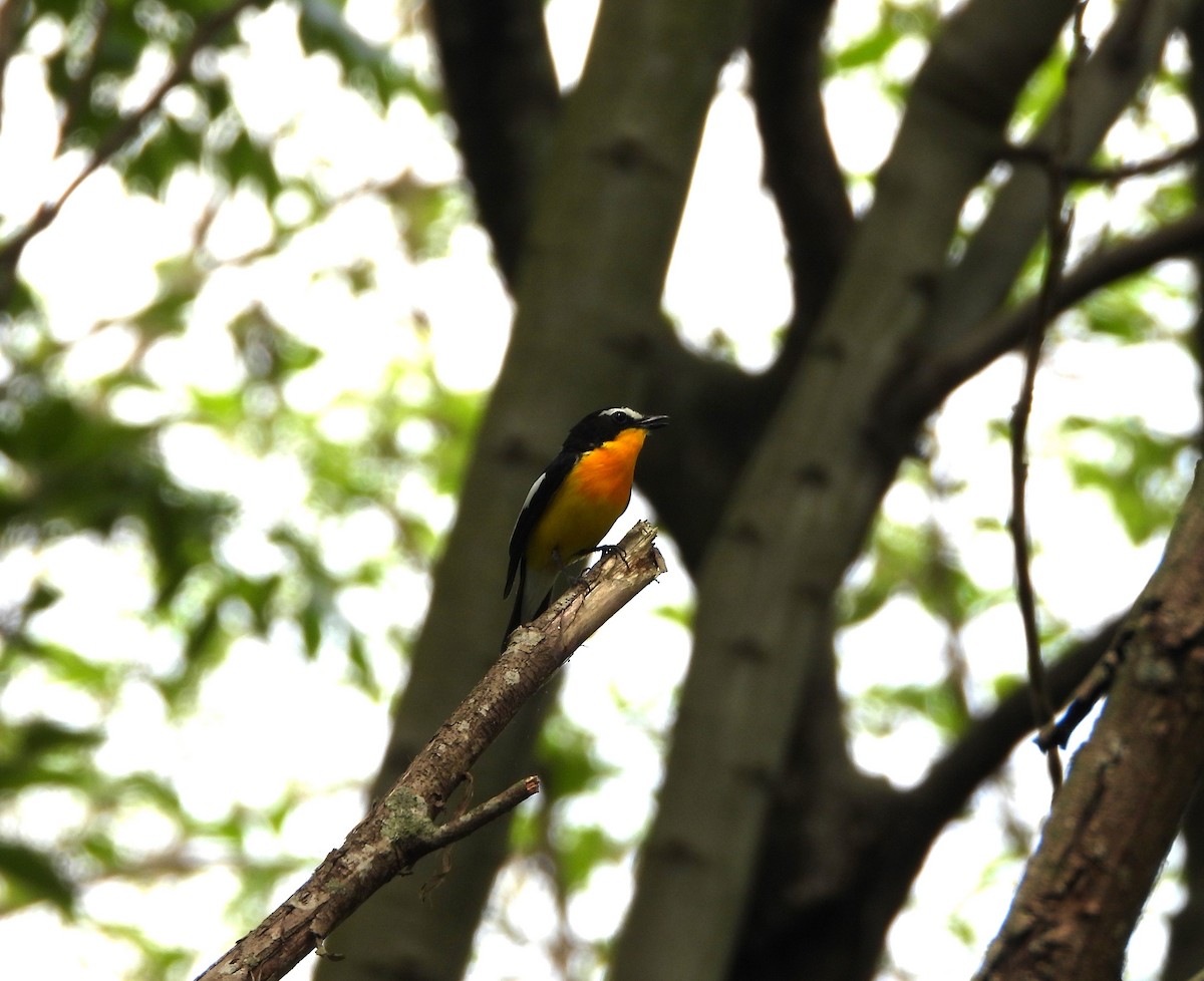 Yellow-rumped Flycatcher - ML656859425