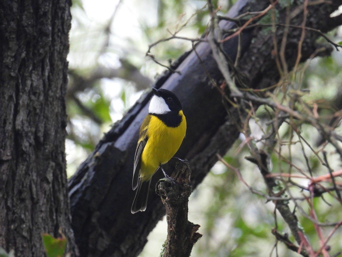 Golden Whistler - ML656859428