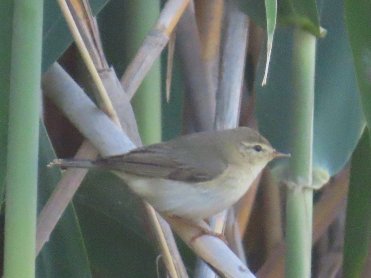 עלווית חורף (אירופית) - ML656859429