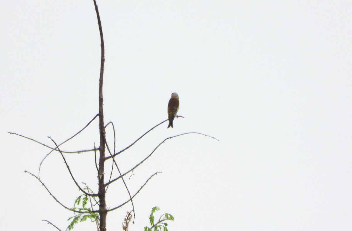 Oriental Greenfinch - ML656859438