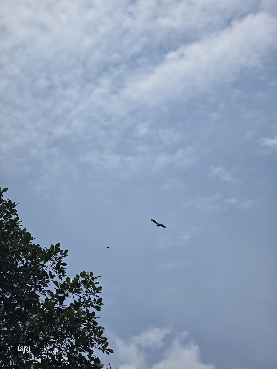 Crested Serpent-Eagle - ML656859450