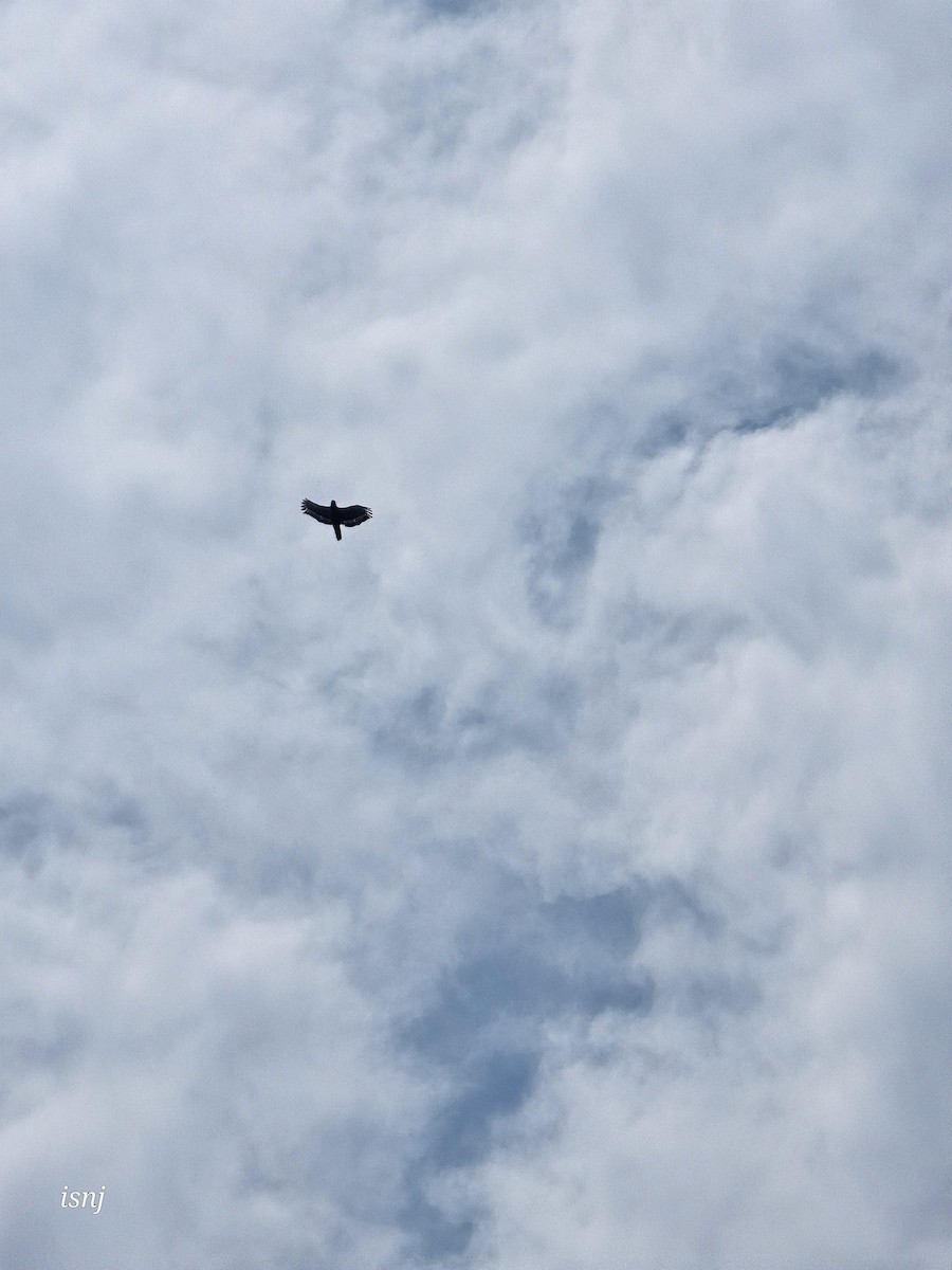 Crested Serpent-Eagle - ML656859451