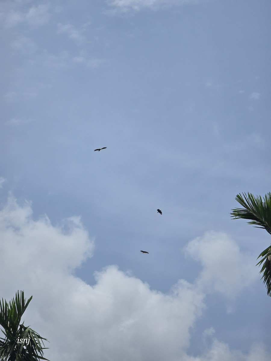 Crested Serpent-Eagle - ML656859453
