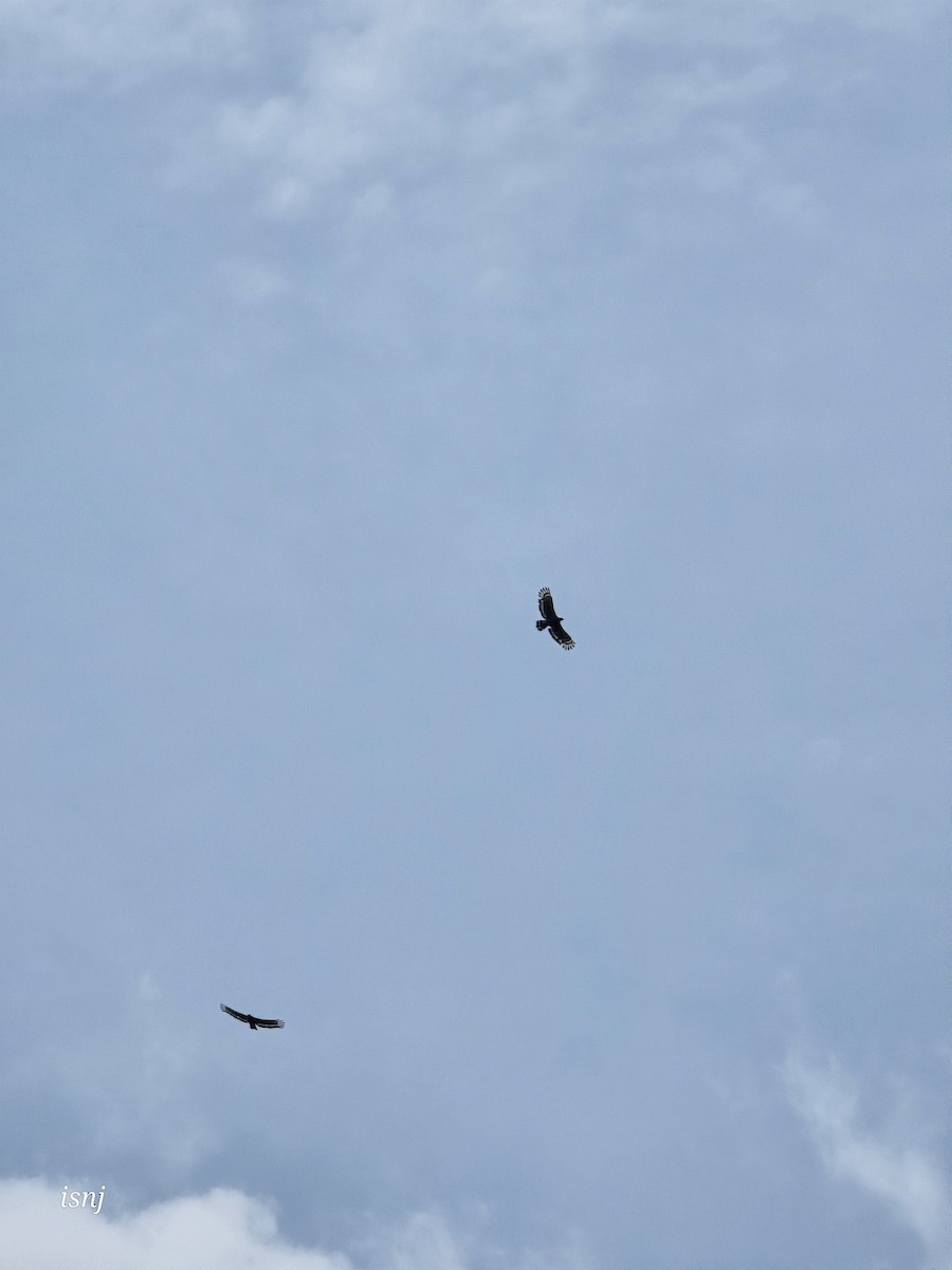 Crested Serpent-Eagle - ML656859454