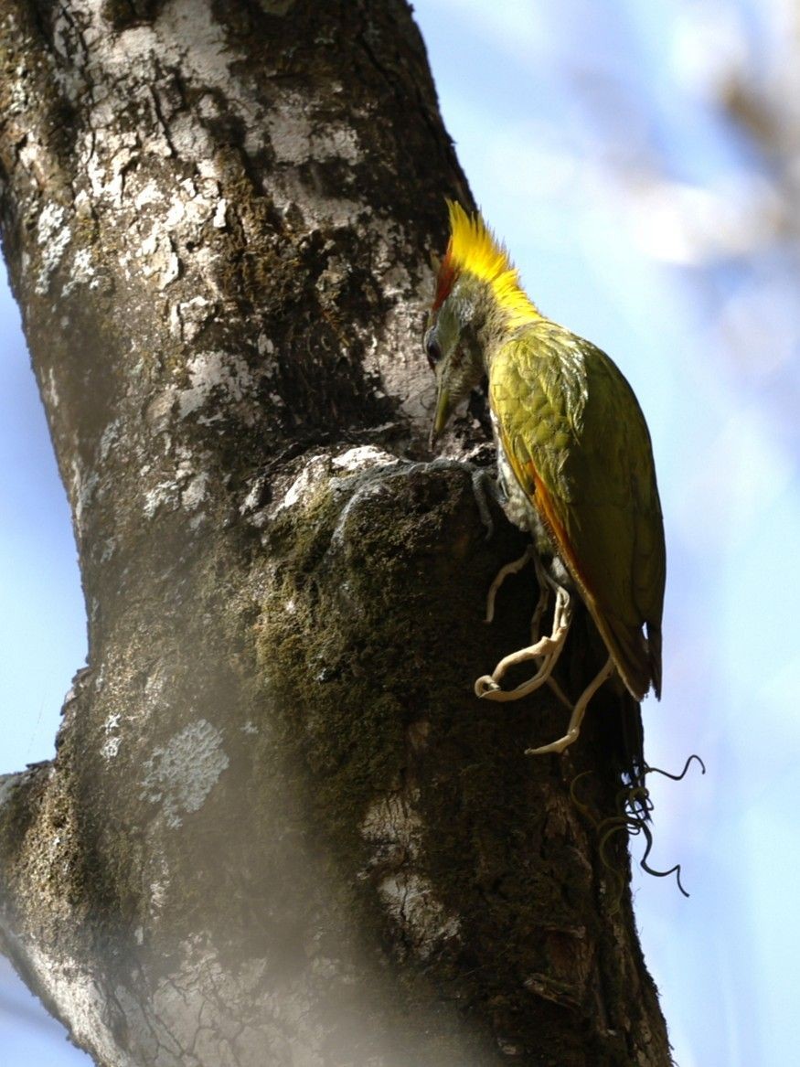Lesser Yellownape - ML656859717