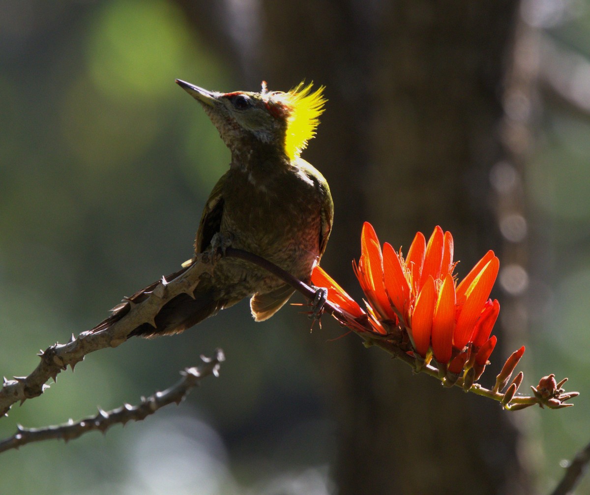 Lesser Yellownape - ML656859719