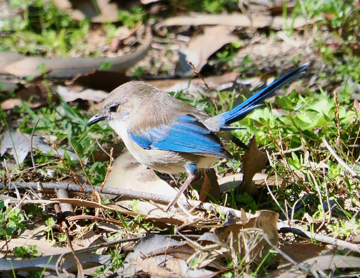 Splendid Fairywren - ML656859720