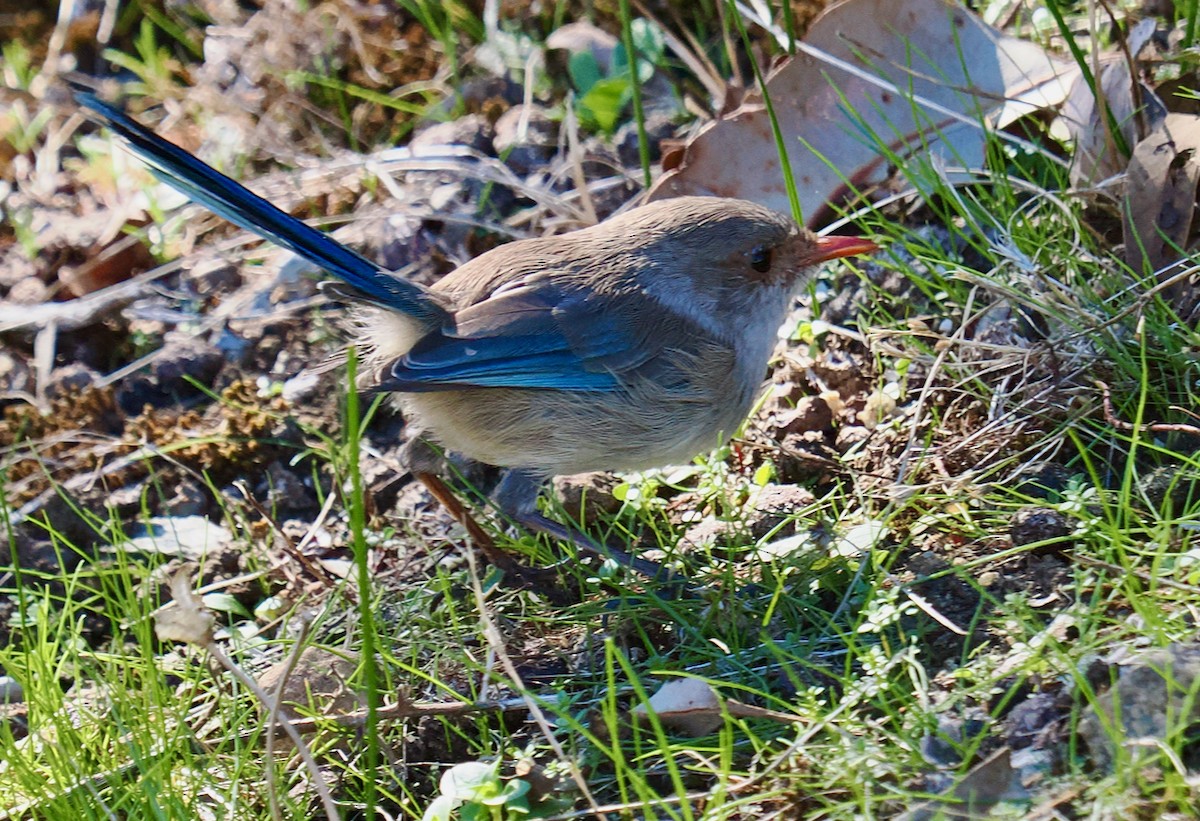 Splendid Fairywren - ML656859721