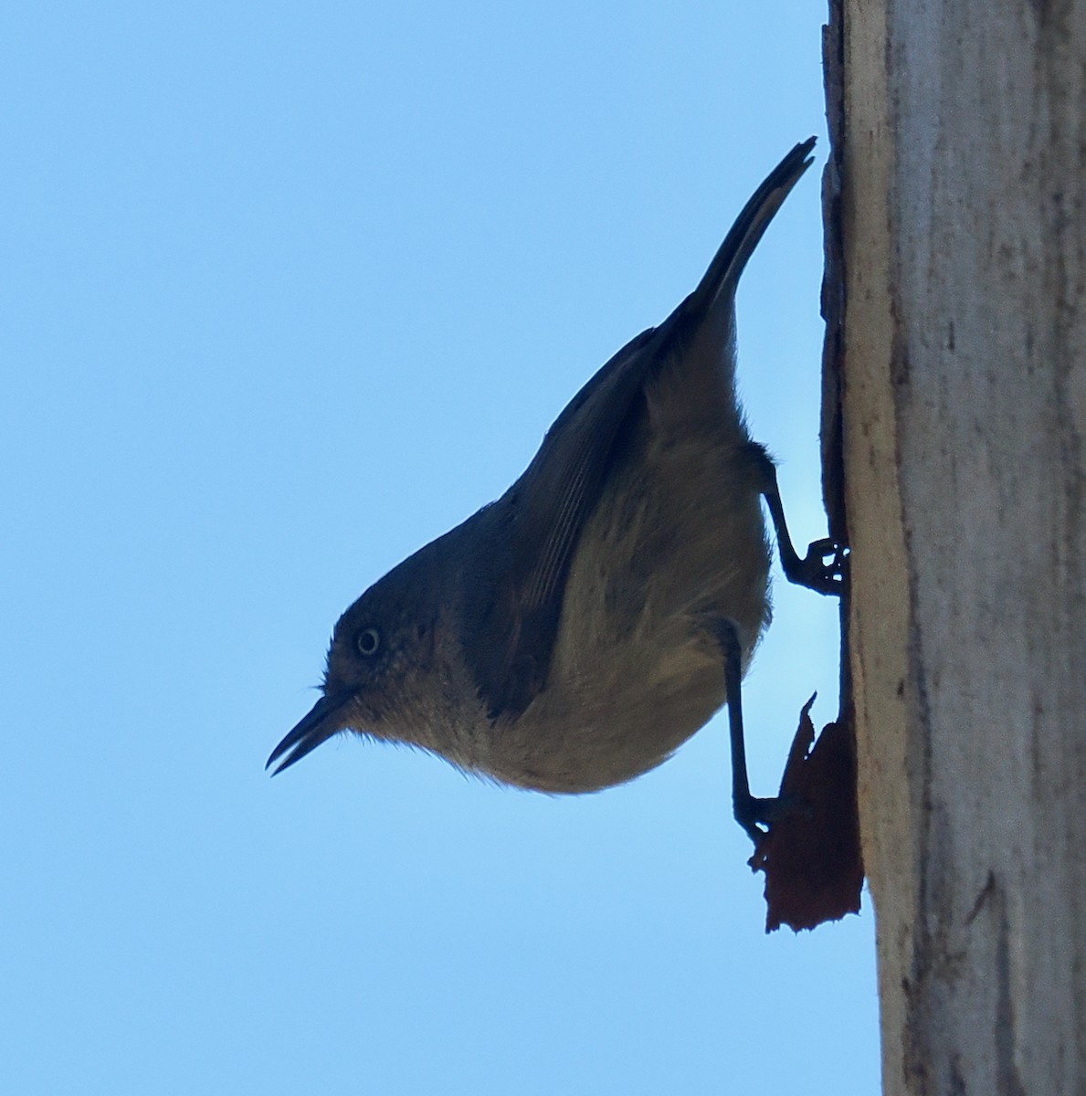 Western Thornbill - ML656859732