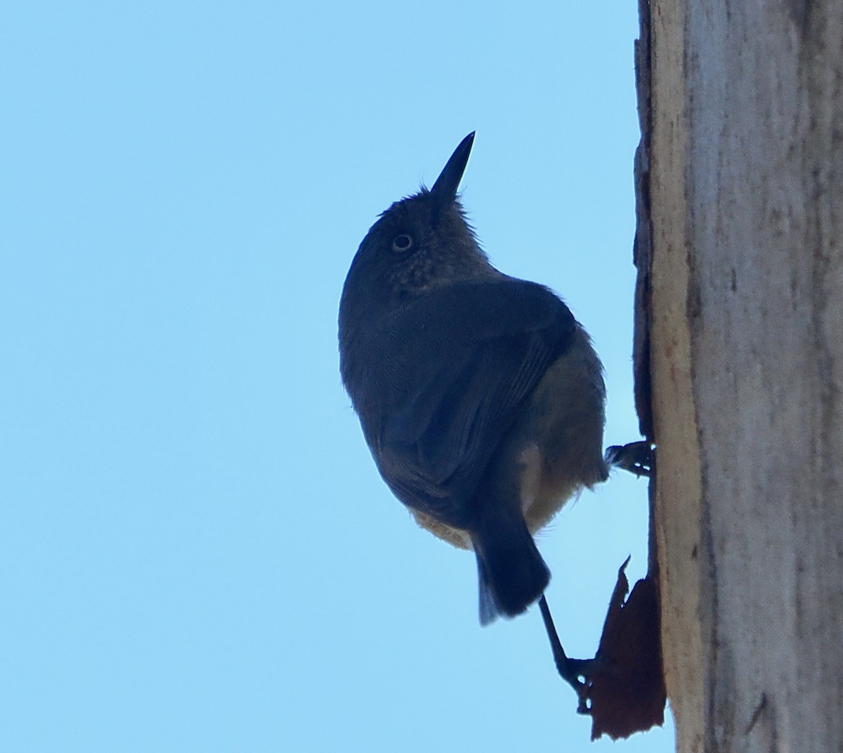 Western Thornbill - ML656859733