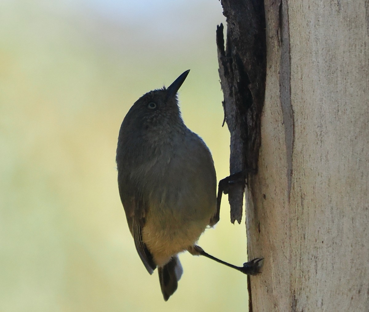 Western Thornbill - ML656859734