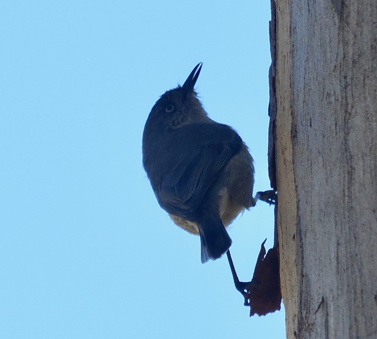 Western Thornbill - ML656859735