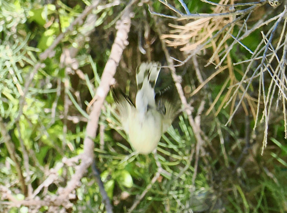 Western Gerygone - ML656859739