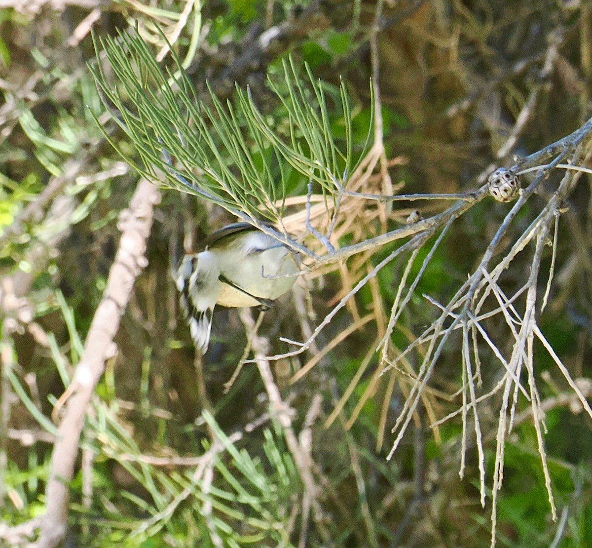 Western Gerygone - ML656859741