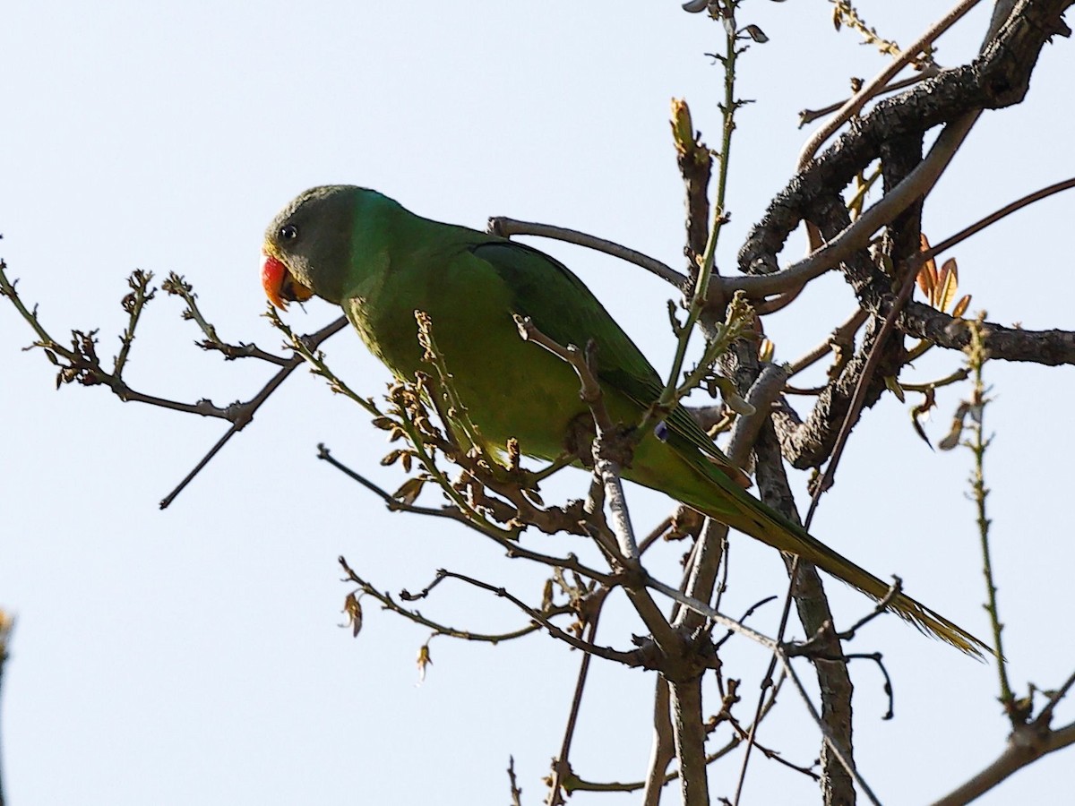Slaty-headed Parakeet - ML656859743