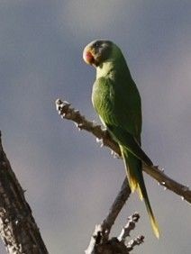Slaty-headed Parakeet - ML656859744