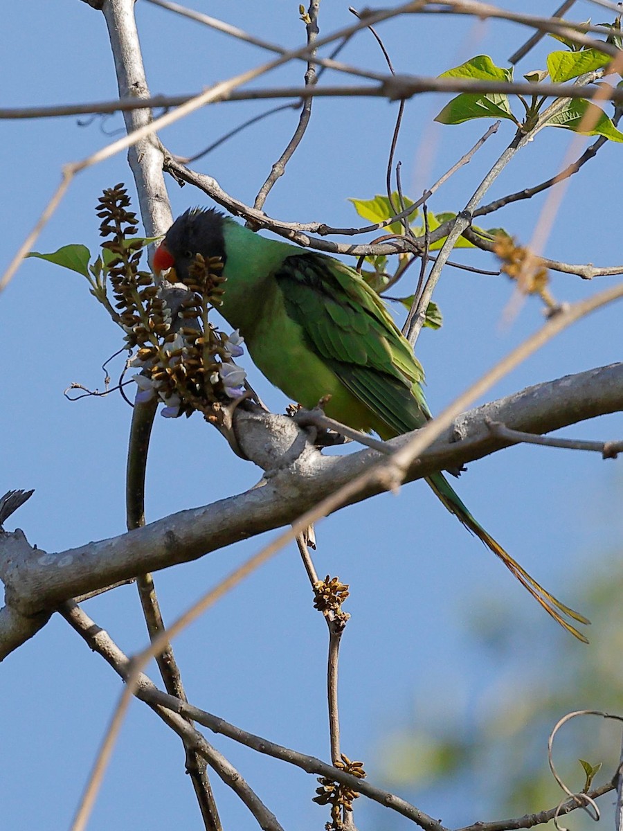 Slaty-headed Parakeet - ML656859745