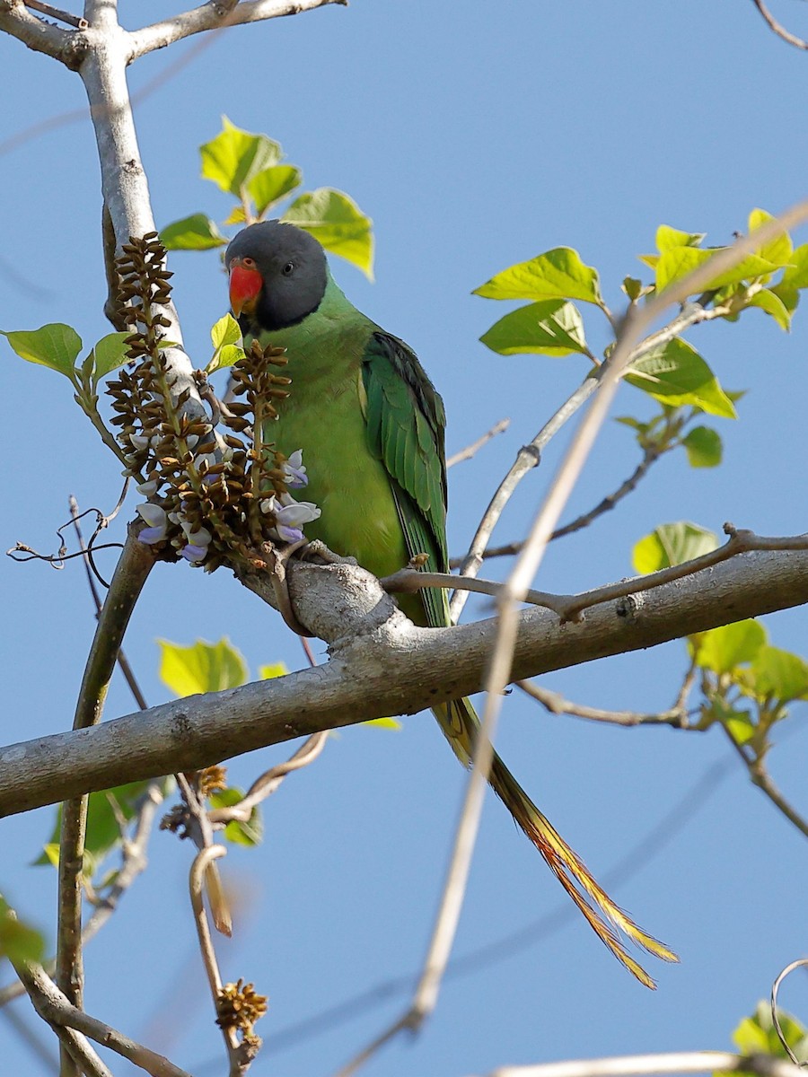 Slaty-headed Parakeet - ML656859746