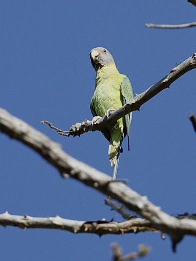 Plum-headed Parakeet - ML656859747