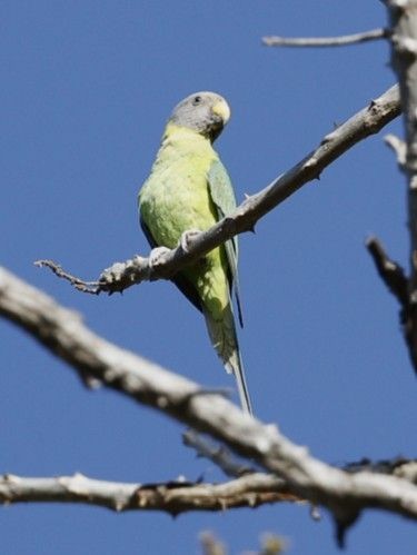 Plum-headed Parakeet - ML656859748