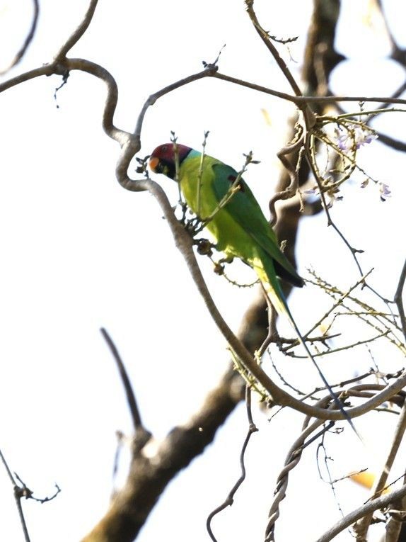 Plum-headed Parakeet - ML656859749