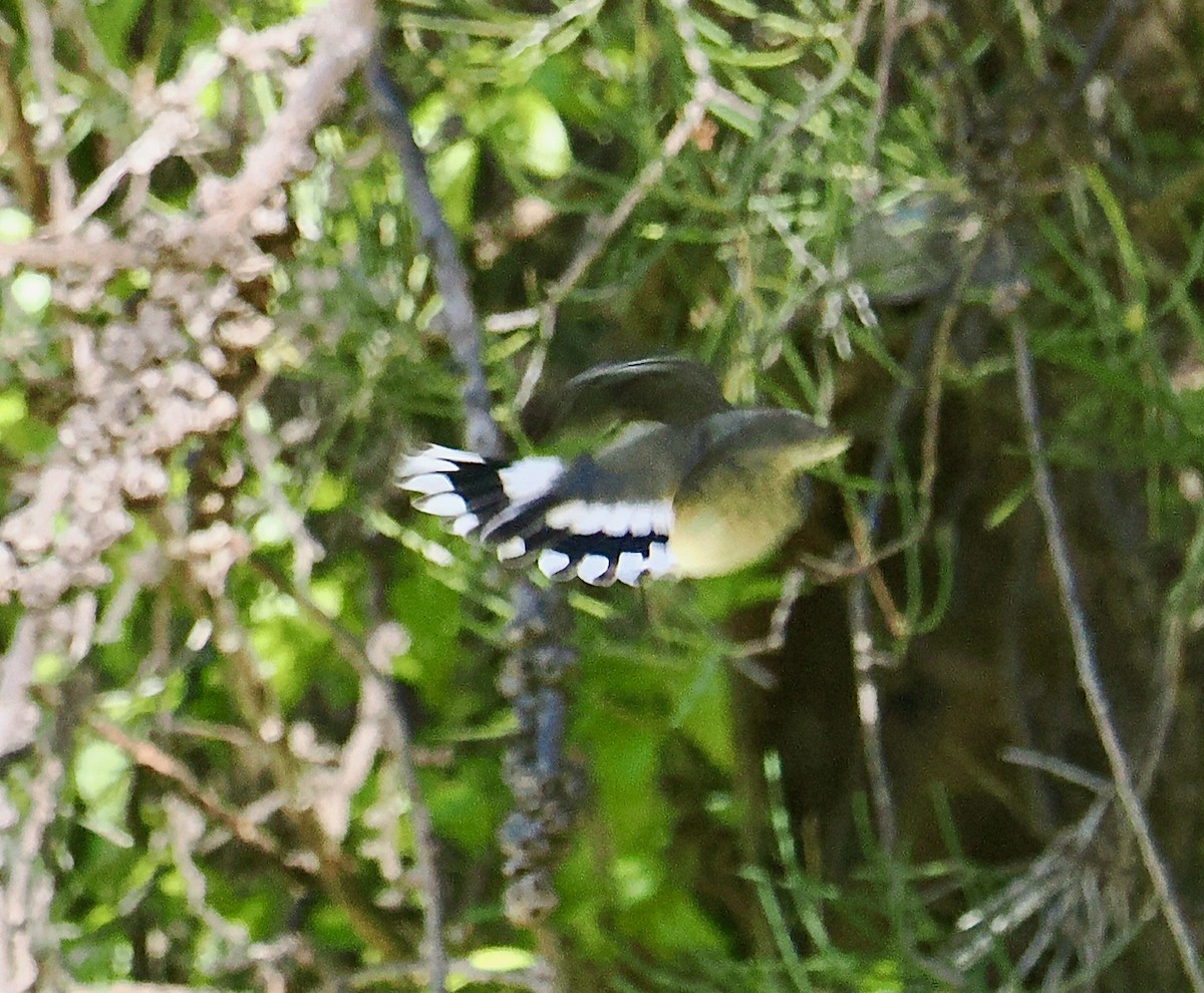 Western Gerygone - ML656859753
