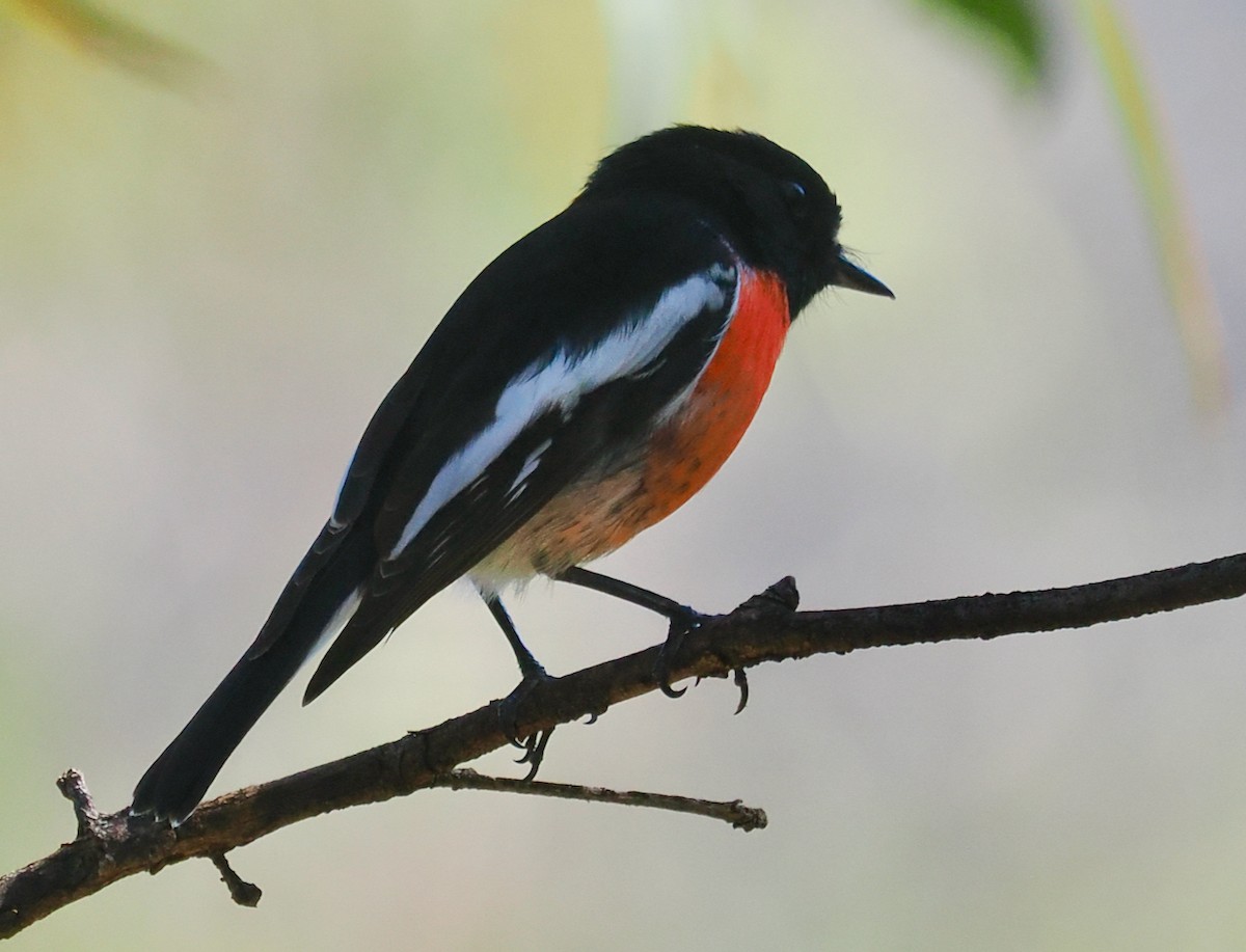 Scarlet Robin - ML656859755