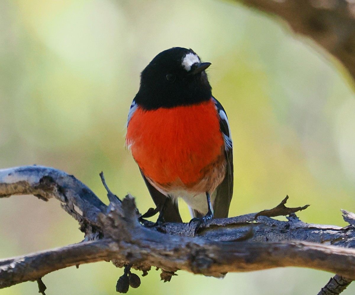 Scarlet Robin - ML656859756