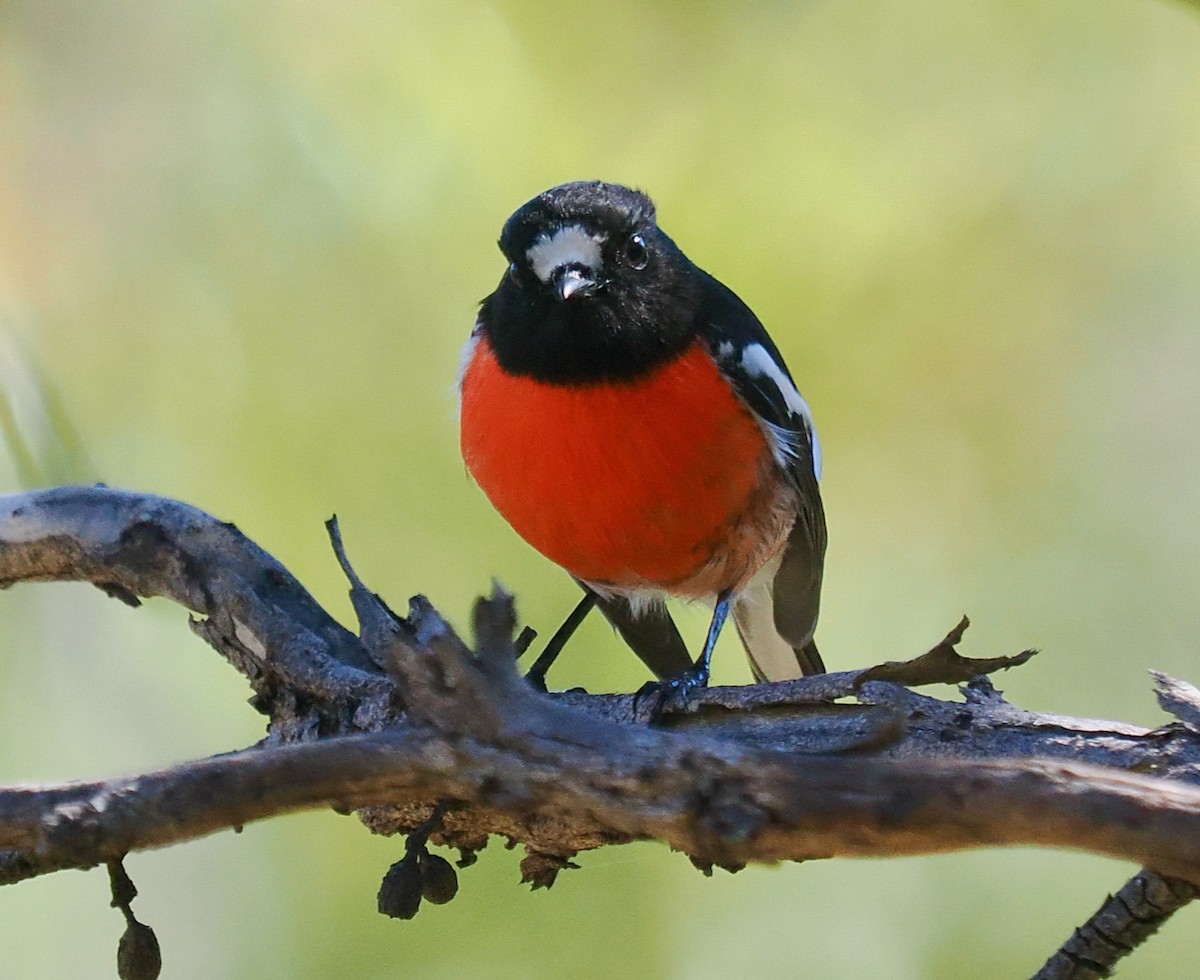 Scarlet Robin - ML656859757