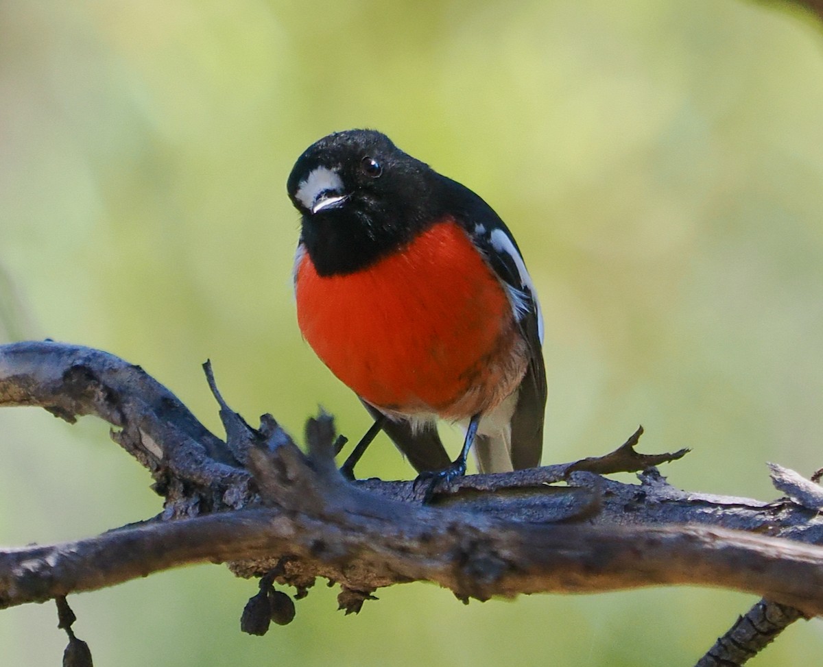 Scarlet Robin - ML656859758