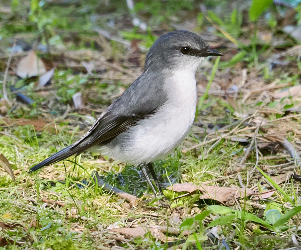 White-breasted Robin - ML656859762