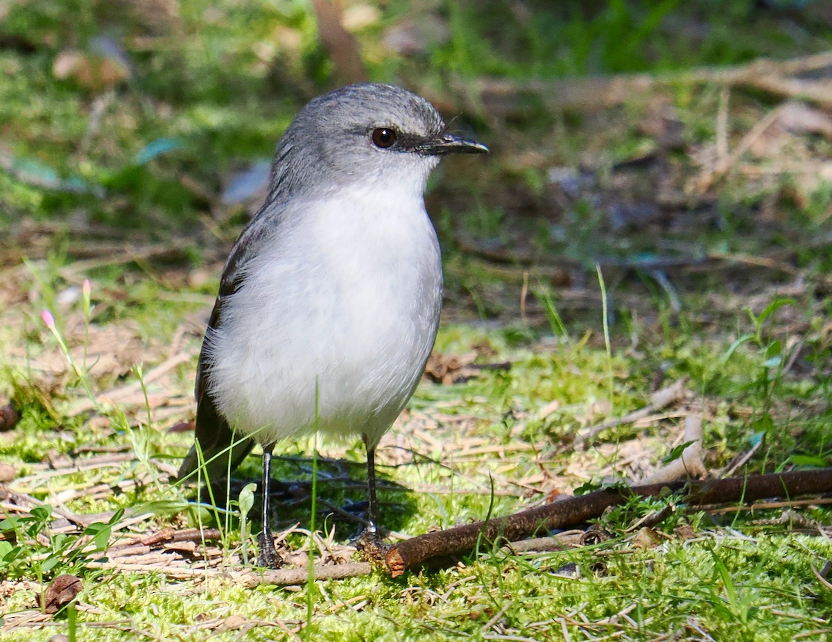 White-breasted Robin - ML656859763
