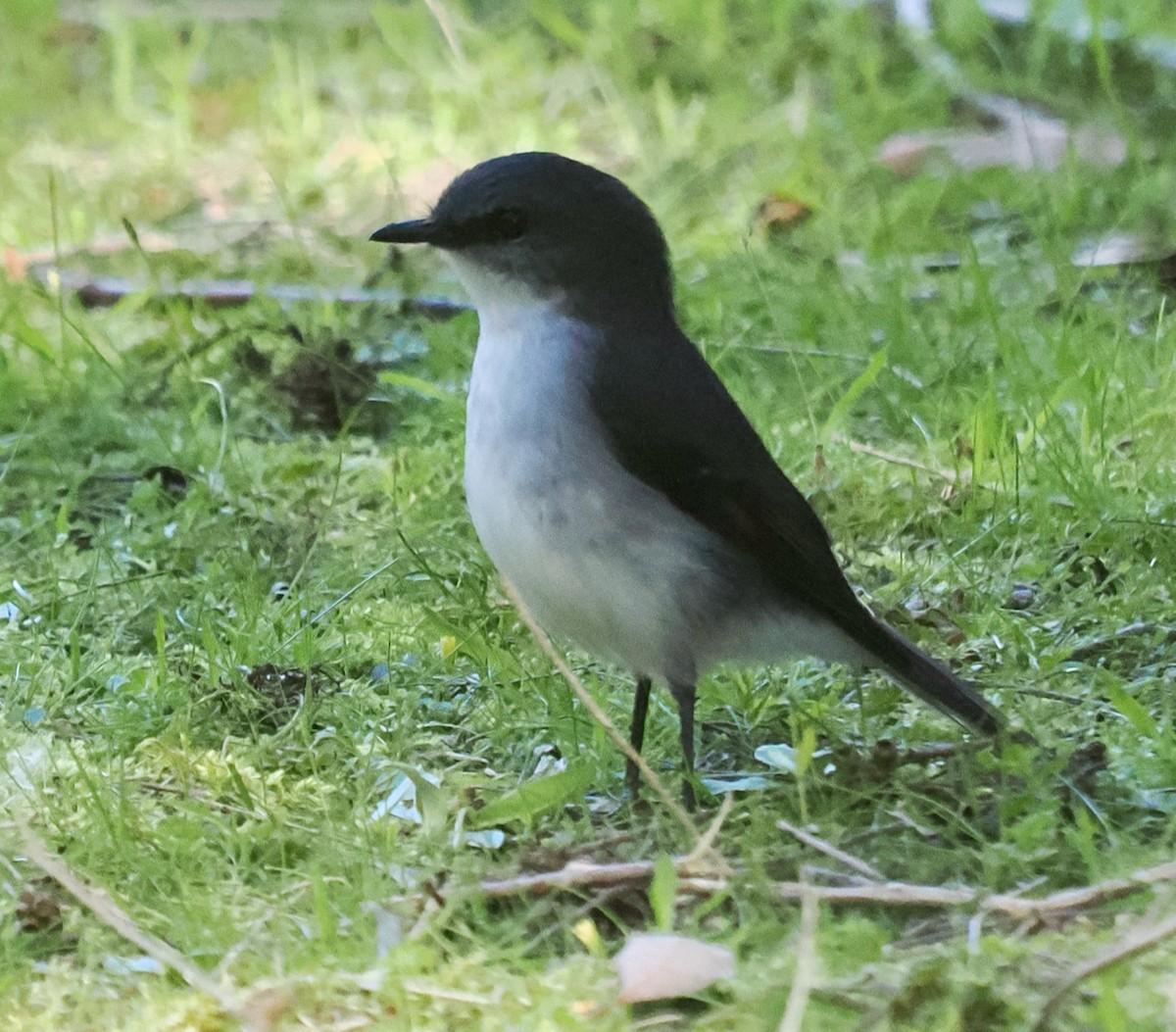 White-breasted Robin - ML656859764