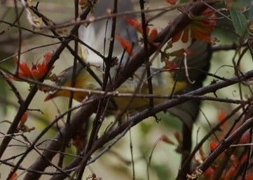 White-browed Shrike-Babbler - ML656859765