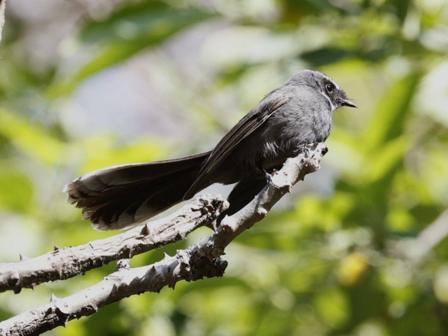 White-throated Fantail - ML656859768