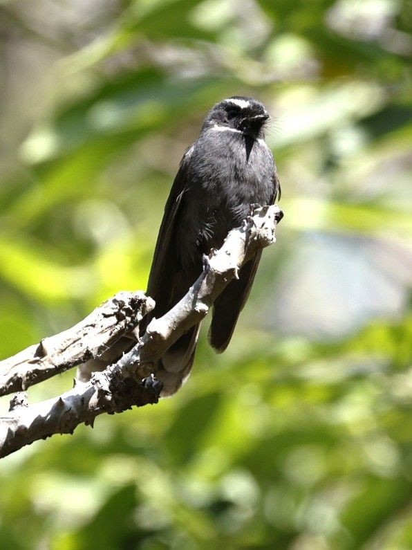 White-throated Fantail - ML656859769