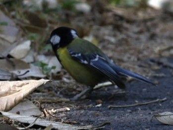 Green-backed Tit - ML656859780