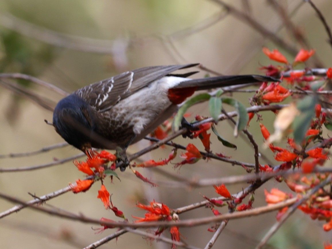 Red-vented Bulbul - ML656859796
